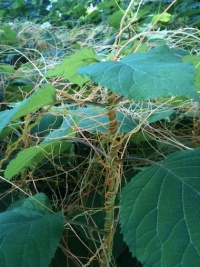 Dodder on shrub.jpg